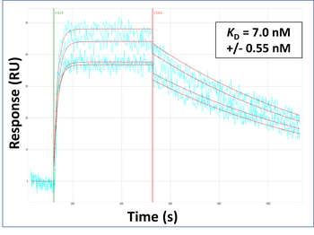 SIRT1 Rabbit Polyclonal Antibody