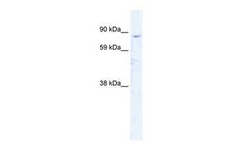 SIRT1 Rabbit Polyclonal Antibody