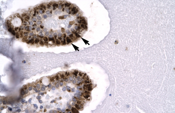 SIRT5 Rabbit Polyclonal Antibody