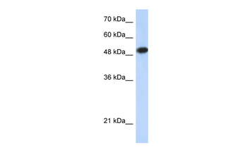 LEF1 Rabbit Polyclonal Antibody