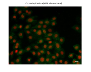 ZEB1 Rabbit Polyclonal Antibody