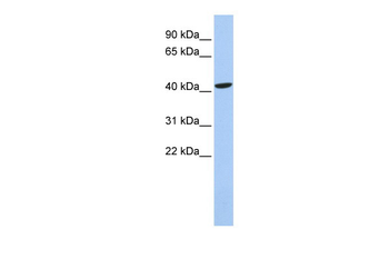LHX4 Rabbit Polyclonal Antibody