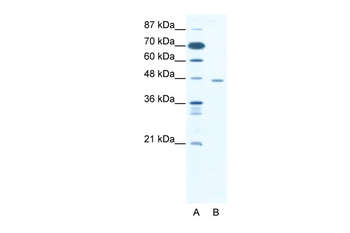 CTBP1 Rabbit Polyclonal Antibody