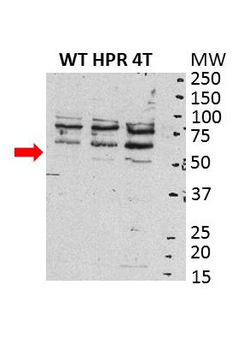 SRC Rabbit Polyclonal Antibody