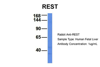 REST Rabbit Polyclonal Antibody