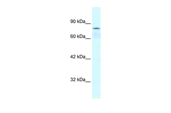 COLEC12 Rabbit Polyclonal Antibody