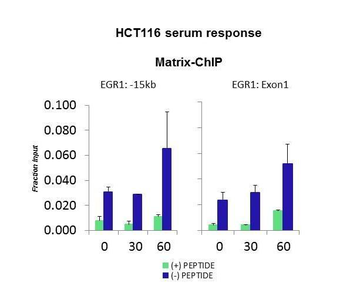 EHMT2 Rabbit Polyclonal Antibody