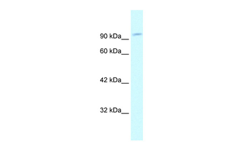 GRIP1 Rabbit Polyclonal Antibody