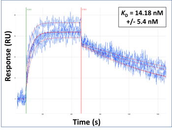 Hey1 Rabbit Polyclonal Antibody