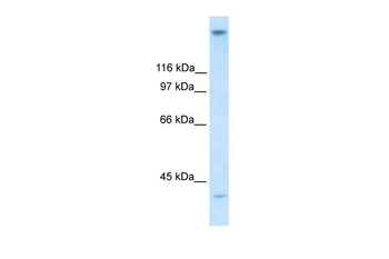 ZNF318 Rabbit Polyclonal Antibody