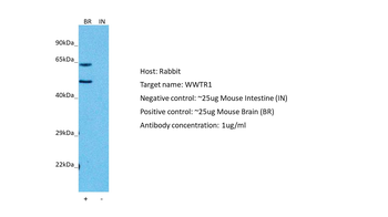 WWTR1 Rabbit Polyclonal Antibody