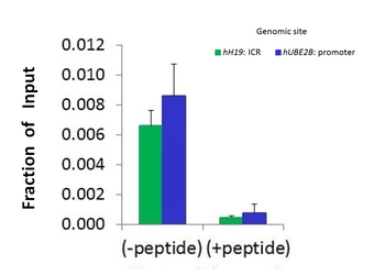 HDAC2 Rabbit Polyclonal Antibody