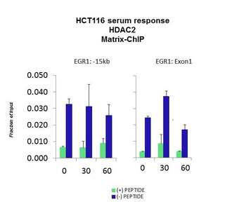 HDAC2 Rabbit Polyclonal Antibody