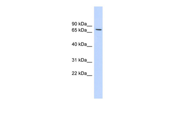 HDAC2 Rabbit Polyclonal Antibody