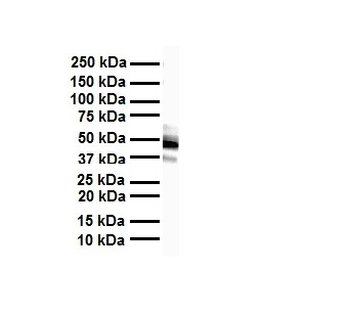FOXA1 Rabbit Polyclonal Antibody