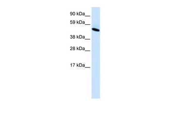 INSM1 Rabbit Polyclonal Antibody
