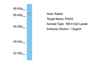 PIAS3 Rabbit Polyclonal Antibody