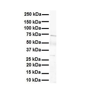 LBX1 Rabbit Polyclonal Antibody