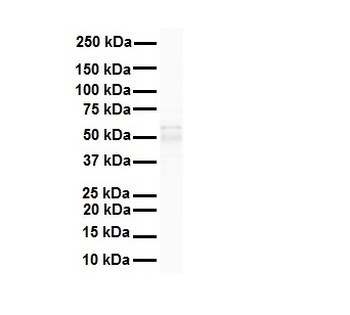 PPARA Rabbit Polyclonal Antibody