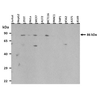 SIM1 Rabbit Polyclonal Antibody