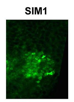 SIM1 Rabbit Polyclonal Antibody