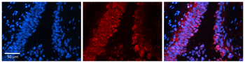 SNAI1 Rabbit Polyclonal Antibody