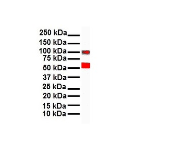 SNAI1 Rabbit Polyclonal Antibody