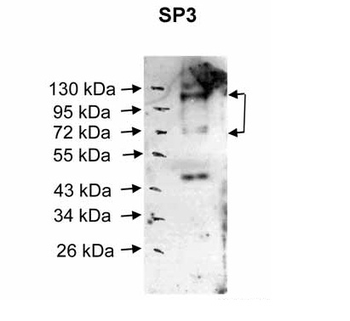 SP3 Rabbit Polyclonal Antibody