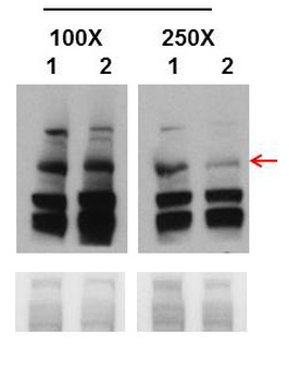 BRCA1 Rabbit Polyclonal Antibody