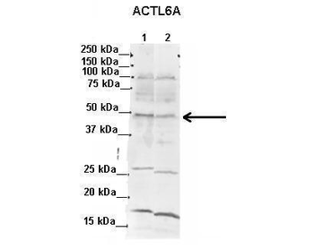 ACTL6A Rabbit Polyclonal Antibody