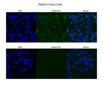 TEAD4 Rabbit Polyclonal Antibody