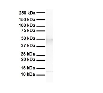 Tead4 Rabbit Polyclonal Antibody