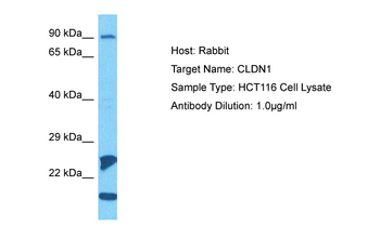 CLDN1 Rabbit Polyclonal Antibody