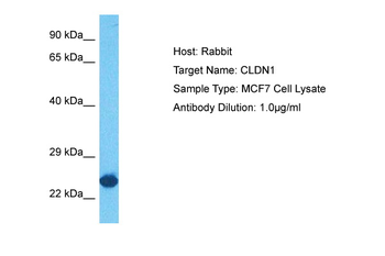 CLDN1 Rabbit Polyclonal Antibody