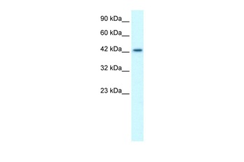 LHX3 Rabbit Polyclonal Antibody