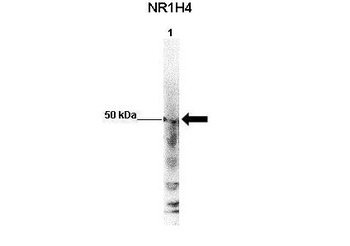 NR1H4 Rabbit Polyclonal Antibody