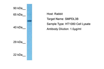 SMPDL3B Rabbit Polyclonal Antibody
