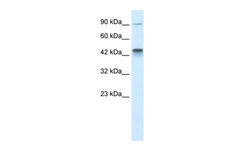 KIF3A Rabbit Polyclonal Antibody
