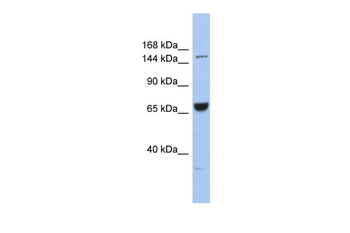 KIF15 Rabbit Polyclonal Antibody