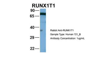 RUNX1T1 Rabbit Polyclonal Antibody
