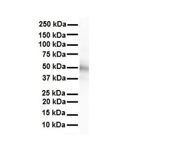 Ppara Rabbit Polyclonal Antibody