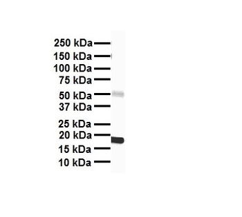 PPARA Rabbit Polyclonal Antibody