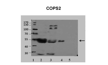 COPS2 Rabbit Polyclonal Antibody