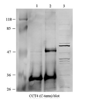 CCT4 Rabbit Polyclonal Antibody