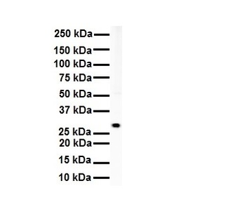 RNF2 Rabbit Polyclonal Antibody