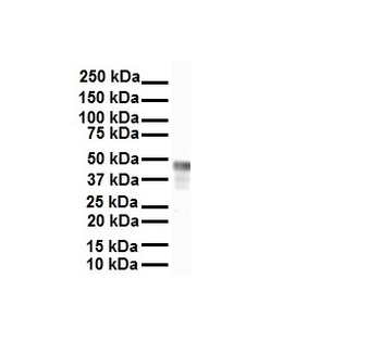 ENO1 Rabbit Polyclonal Antibody