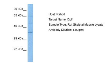 DPF1 Rabbit Polyclonal Antibody