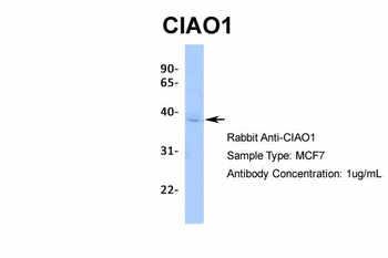 CIAO1 Rabbit Polyclonal Antibody