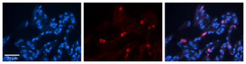 CIAO1 Rabbit Polyclonal Antibody