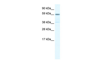TRIM41 Rabbit Polyclonal Antibody